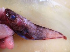 ドンコ　大船渡　未利用魚