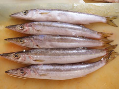 カマス　大船渡　未利用魚