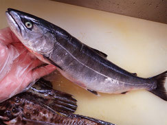 サクラマス　高級魚　出前