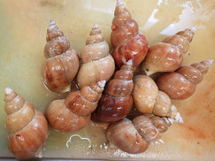 ツブ貝とかバイ貝とかです。