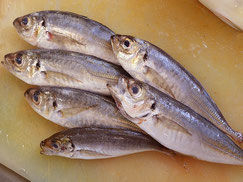 マアジ　大船渡　未利用魚