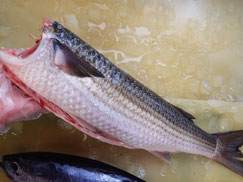 ボラ 寿司 出前