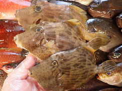 カワハギ　五島列島の魚　未利用魚