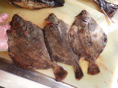 サメガレイ　羅臼　未利用魚