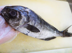 目鯛　高級魚　寿司