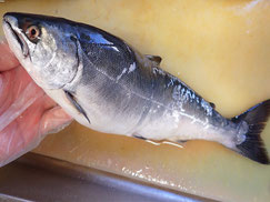 サクラマス　羅臼　未利用魚