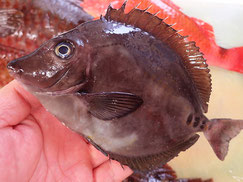 ニザダイ　淡路島　未利用魚