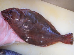 マガレイ　知床　羅臼　未利用魚