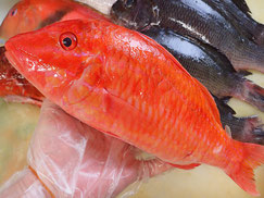 ウミヒゴイ　五島列島の魚　未利用魚