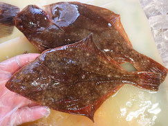 イシガレイ　大船渡　未利用魚