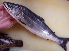 サクラマス　高級魚　寿司