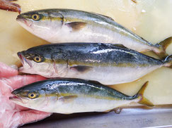 イナダ　大船渡　未利用魚