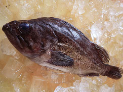 クロソイ　大船渡　未利用魚