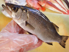 フッコ　宮城県　未利用魚