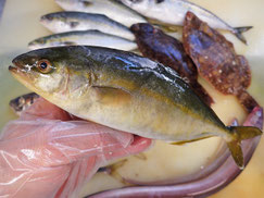 かんぱち　高級寿司　出前