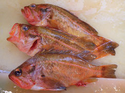 ヤナギノマイ　羅臼　未利用魚