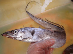 タチウオ　大船渡　未利用魚