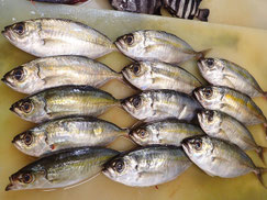 メアジ　大船渡　未利用魚