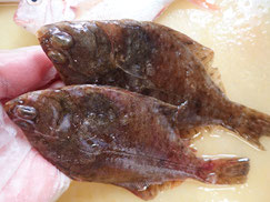 メイタガレイ　大船渡　未利用魚