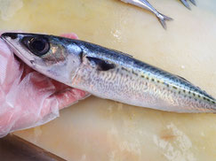 ごまさば　高級寿司　出前