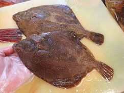 サメガレイ　羅臼　未利用魚