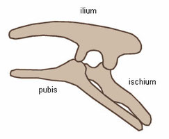 Bild eines Ornithischia-Beckens