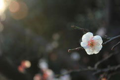 梅の花
