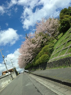 らいふさん: 団地の桜