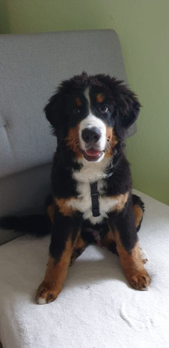 Krümel, Berner Sennenhund 