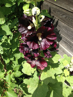 Stockrosen schwarz 