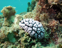 phyllidiella zeylanica