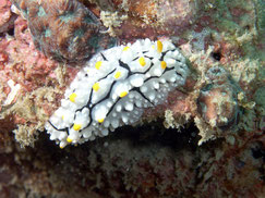 phyllidia elegans