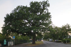 Die markante Eiche am Ortseingang von Bürstadt