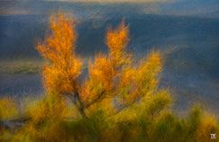 ICM