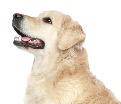 Hundeschule Bremen - Ihre Hundeschule MOMO - Training erwachsene Hunde
