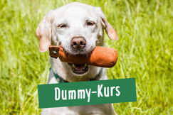 Hund beim Apportieren mit Dummy im Maul beim Dummy Training in Hamburg Ottensen