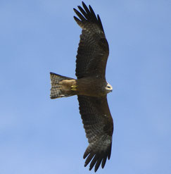 Schwarzmilan im Flug - Foto: NABU/T. Dove