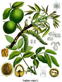 Quelle: https://de.wikipedia.org/wiki/Datei:Juglans_regia_-_K%C3%B6hler%E2%80%93s_Medizinal-Pflanzen-081.jpg