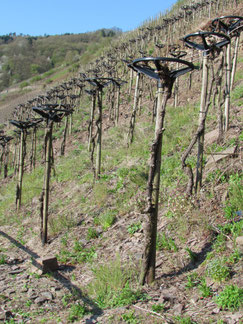 Rebenerziehung 'Trierer Rad' an der Mosel