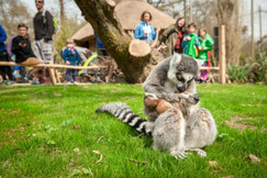 © Planckendael / Jonas Verhulst