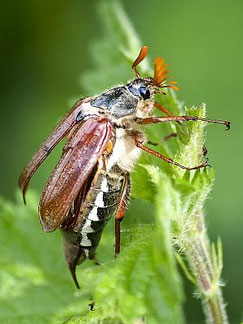 Maikäfer