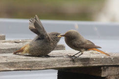 Foto: Markus Schmidt