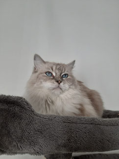 gatta razza ragdoll