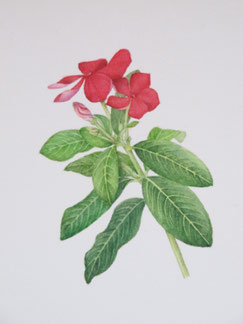 日々草様専用ページ(5点リップ) 【公式通販】