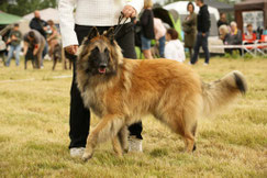En direct de l'Eurodogshow à Courtrai Belgique le 20 novembre 2022 sous le jugement de Monsieur Tom Rozenn juge spécialiste :  Saphira des Sables Noirs de l'Aunis 1ere excellente classe intermédiaire groenendael *CACIB-*CAC-*BOS 