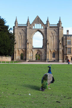 Foto gotische Fassade von Newstead Abbey mit Pfau auf der Wiese davor