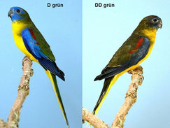 Dunkelfaktor    Neophema pulchella (Schönsittich) 