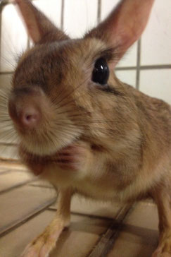 Springhase Mia im Frankfurter Zoo