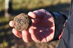 Perigord Black Truffle