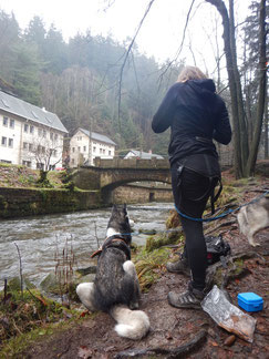 Dogtrekking Dogtrekking Dogtrekking Elbsandstein-Dogtrekking ESDT Harz-Dogtrekking
